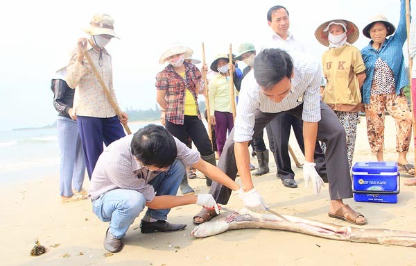 Officials in Quang Tri province take viscera samples from dead fish for testing on April 21 (Photo: SGGP)